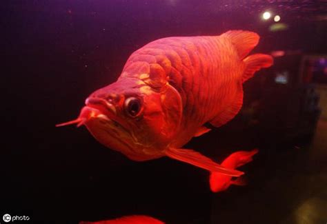 紅龍飼養|飼養紅龍魚的方法和技巧